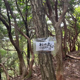 休憩のおかげで、杉の丸はサクッと。