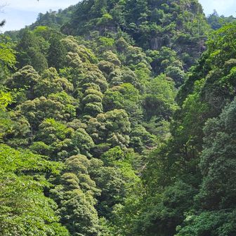 聳え立つ鬼ヶ牙東峰第３尾根。