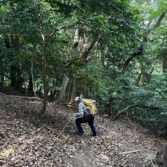 トラロープあるも急勾配に枯葉堆積でズルズル滑ります。