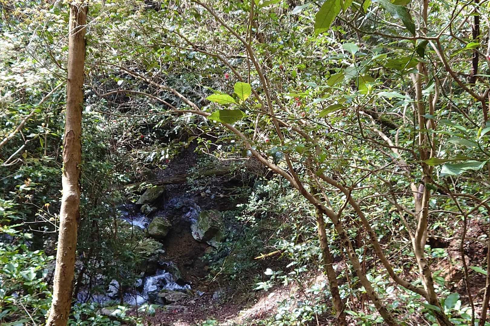 沢の横を登ります⛰️