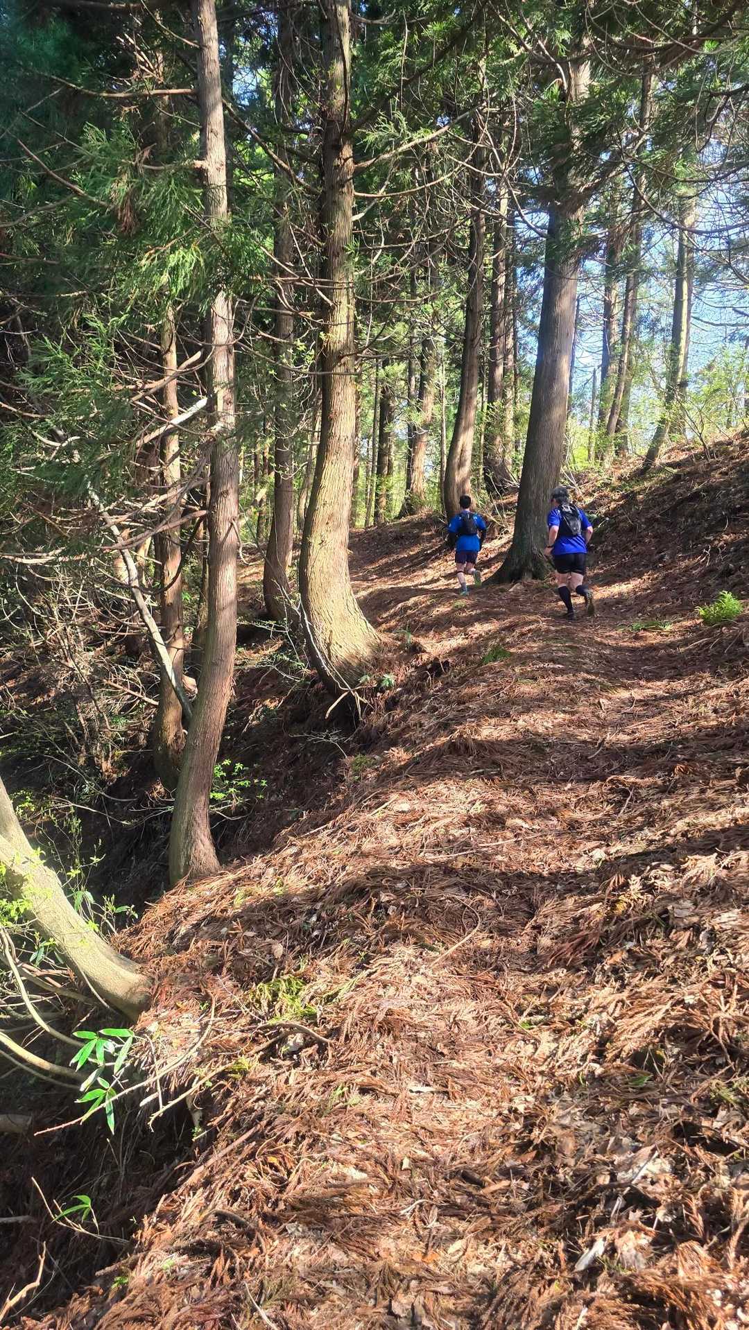 中部北陸自然歩道入口-横尾八幡社-馬鬣山-奥馬鬣山-南保富 往復コースの写真