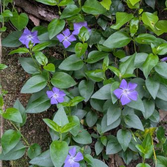 岩屋山の登り口にツルニチニチソウ