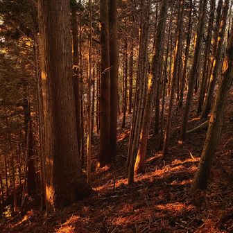 真っ暗だった針葉樹林帯内を、今度は朝日がオレンジ色に染め上げていく🟠