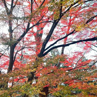 わーまるで枝が赤いみたいだー🍁