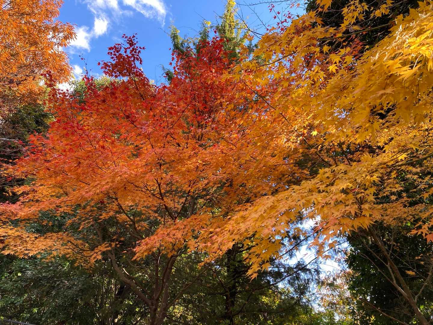 琴平羅神社の紅葉も見事でした🍁🍁
