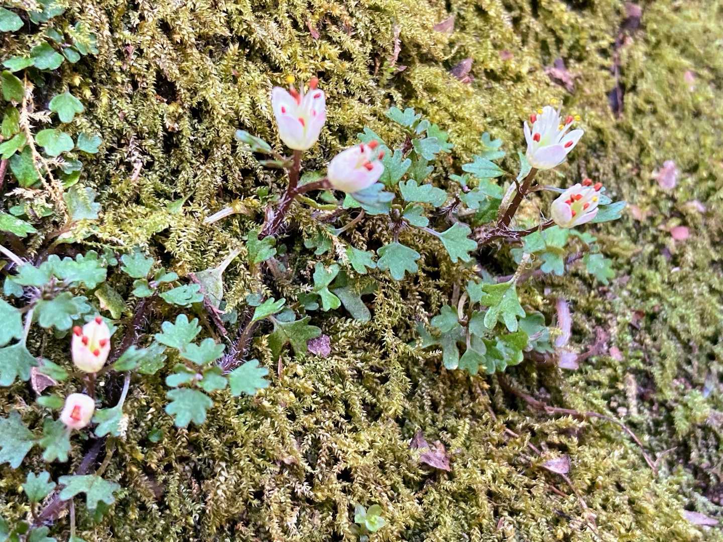 そして、ここにも、ここにも😊
私が発見できたハナネコノメソウは
雌蕊に受粉し、雄蕊の赤いやくがとれて
しまっているお花も多かったです



