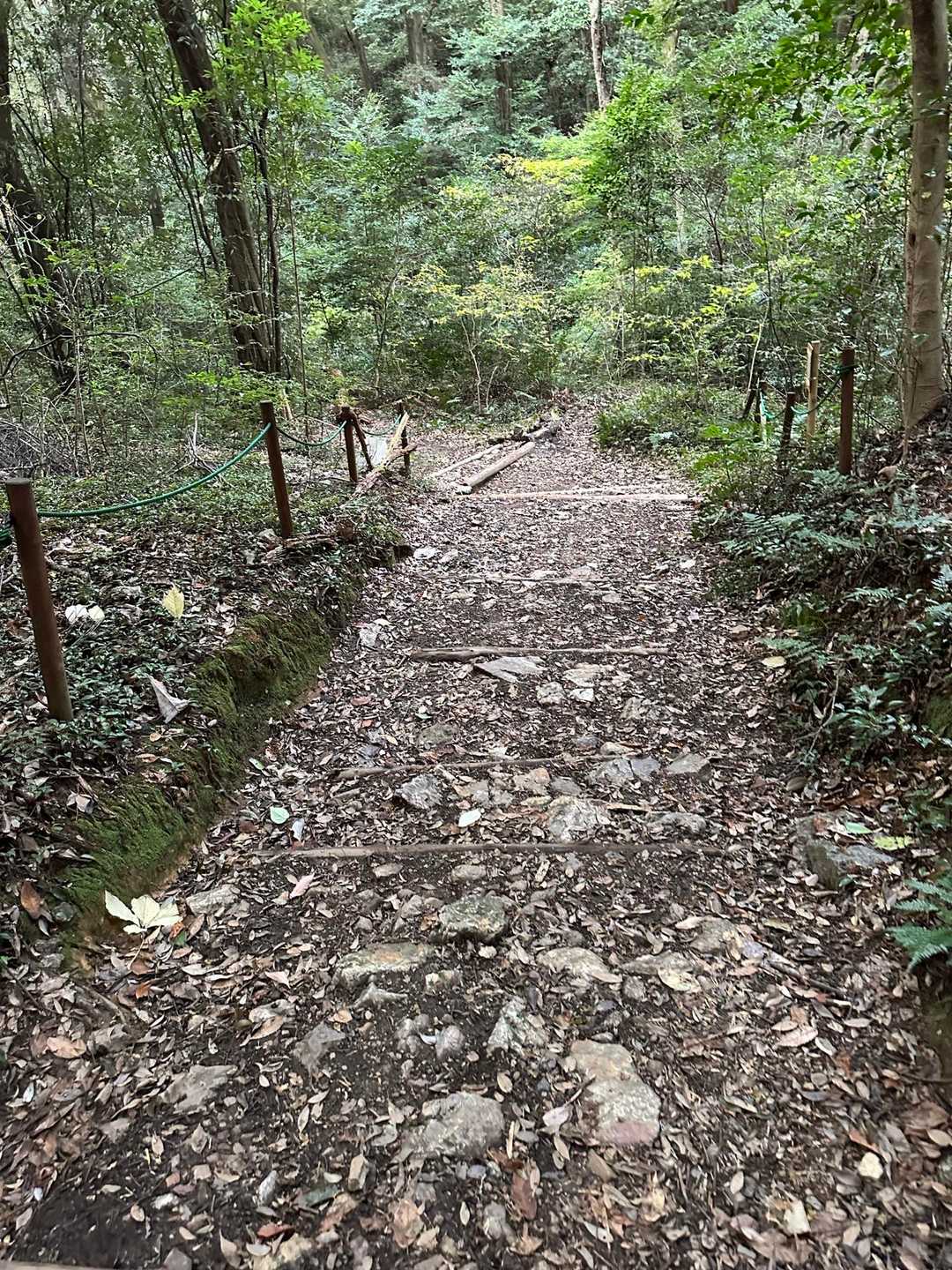 道に落ち葉がほとんど落ちてない🍂
掃いてもらってるのかな？
歩きやすかった。