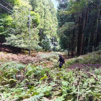 下山のルートはやや急峻な谷筋になります⚠️