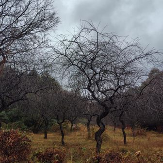 ☔に濡れた枝垂れ梅
