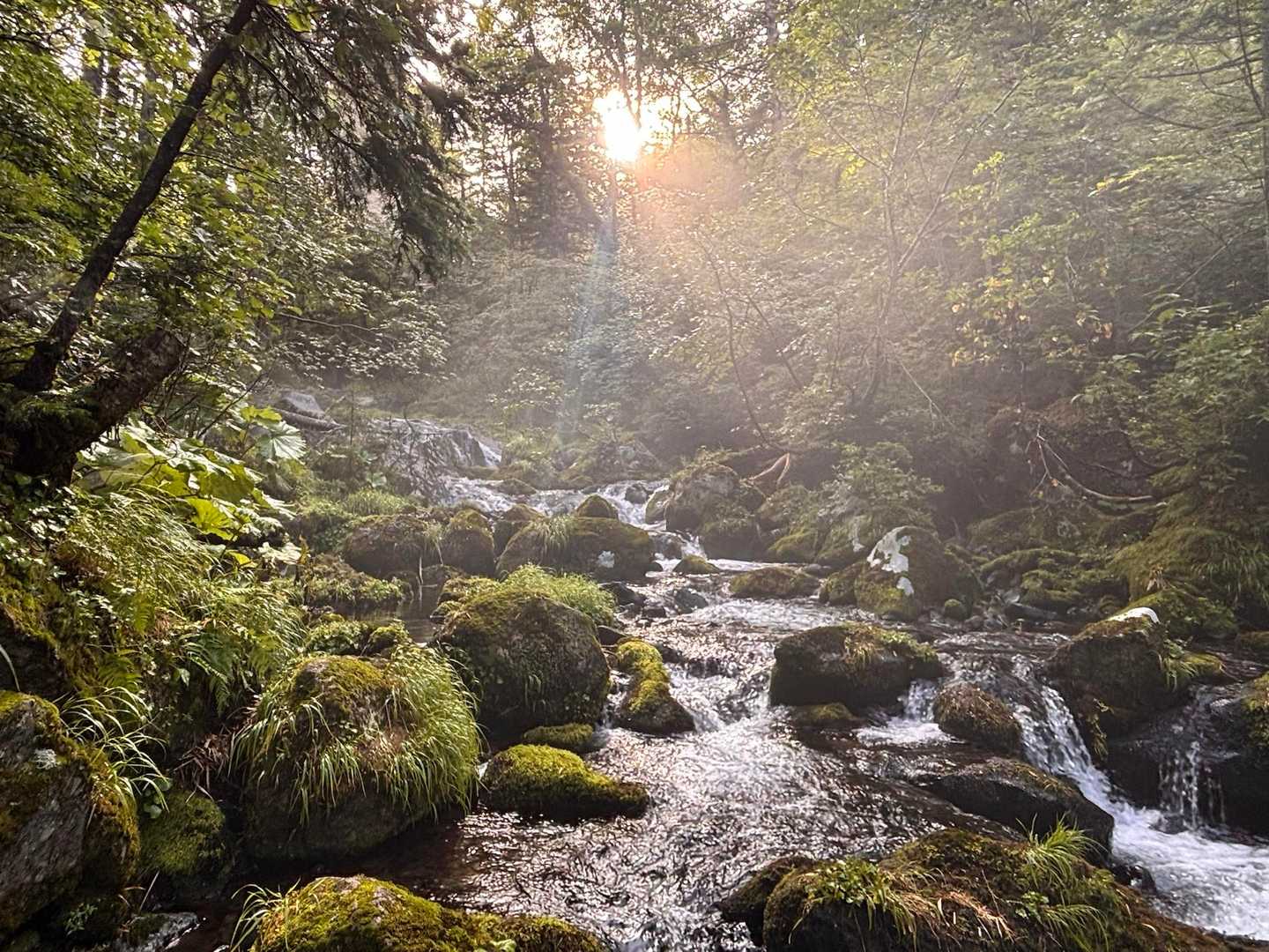 日差しがさして気持ちいい　私には見えませんが多分マオナスイオンもたっぷり✨