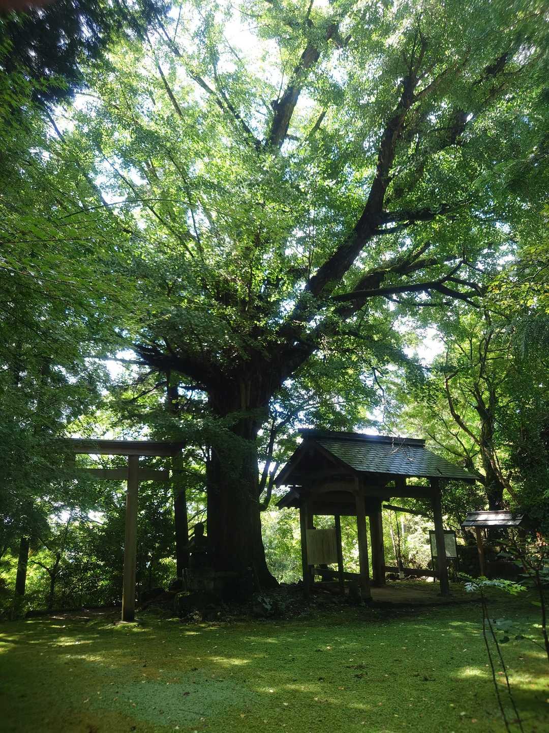 戒場寺に出ました
立派なイチョウの木
紅葉したら凄そう✨
