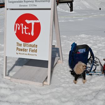 The Ultimate Powder Field
スキー・ボード用のリフト券が9000円なのだが、1/10～2/28のUltimate 1Day Pass
13,000円だそう。

この後、山頂まで登って行ったワンちゃん。ハロちゃんとメロンちゃん。
で、良かったかな？
