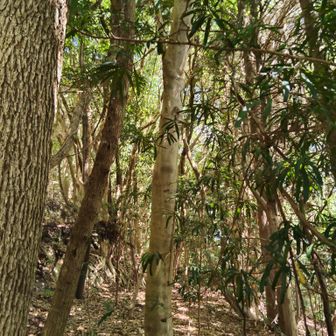 ようやく草薮を抜けて雑木林の坂道へ
長期間歩いた形跡がないな…