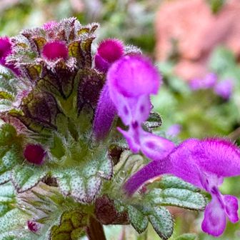 仏の座(ホトケノザ)🩷