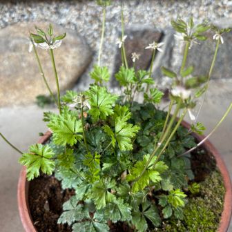 蔵の前にバイカオウレンの鉢植え🪴
わたしも植えていますが、夏に枯らしそうです😢