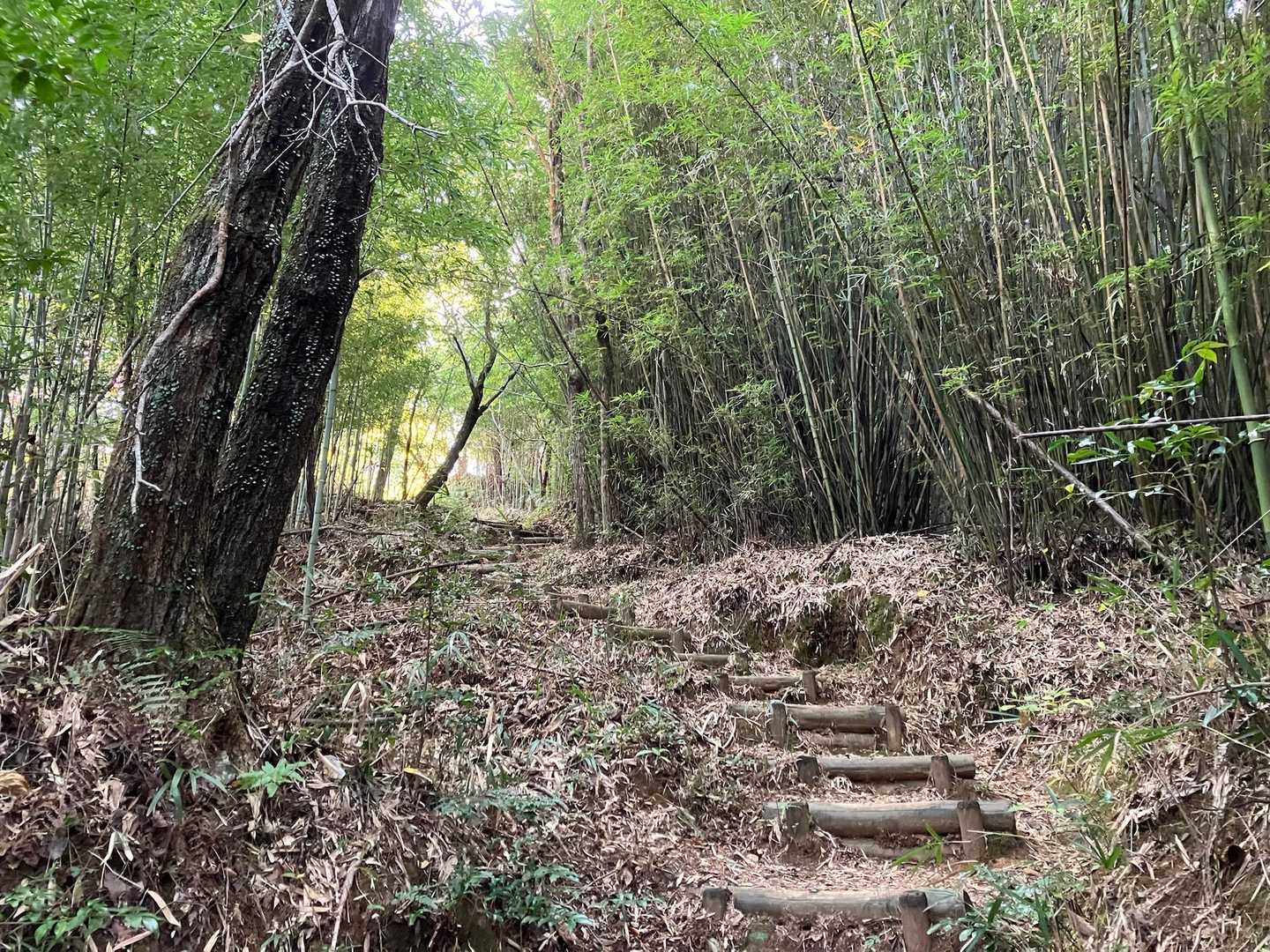 皿ヶ峰への登り
うっすら汗をかきました💦