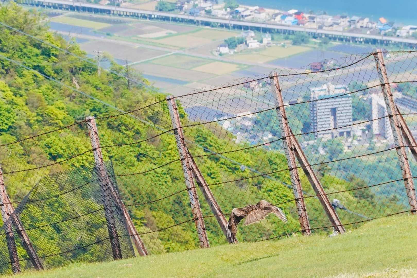 トビを激写📷