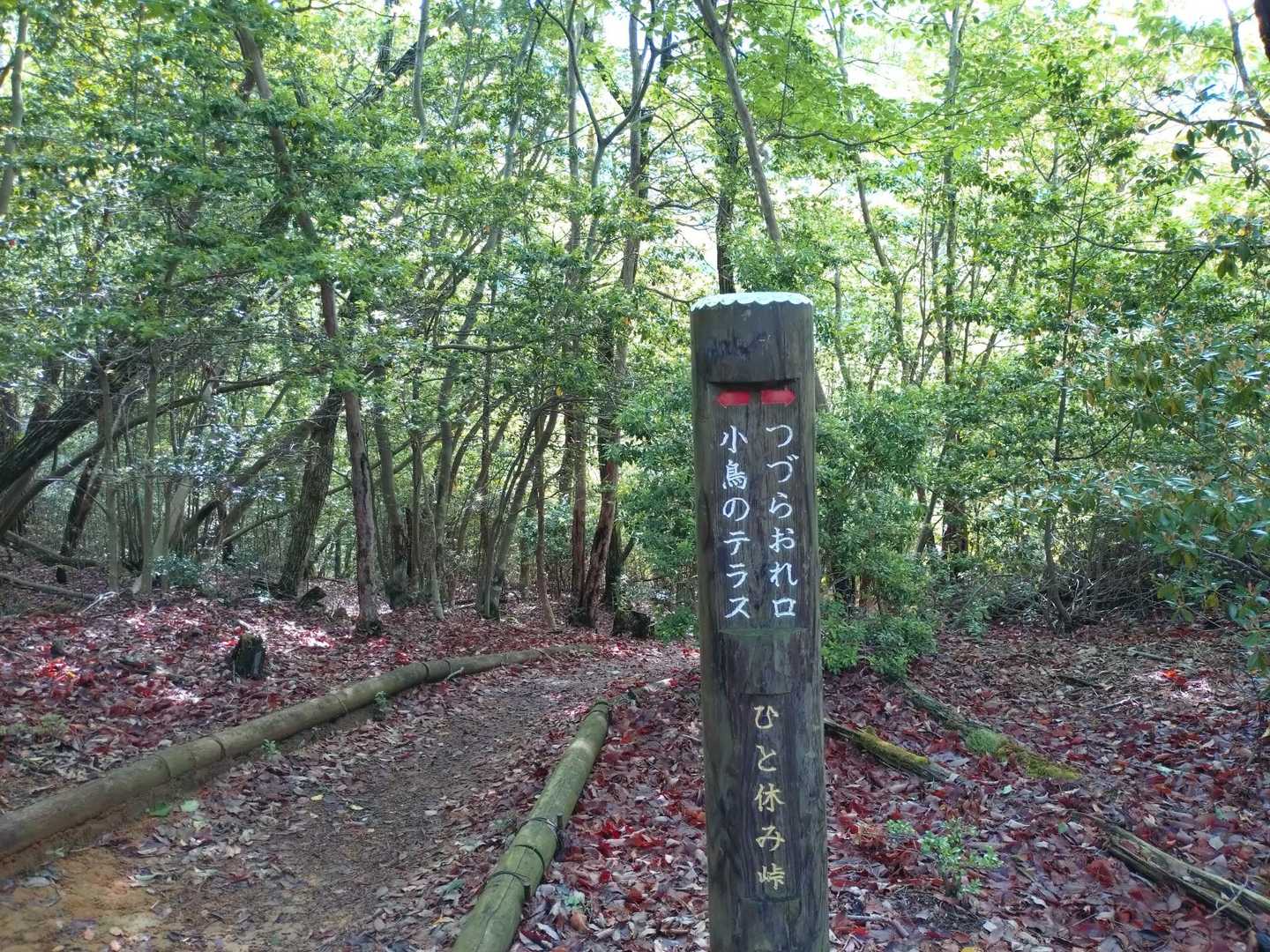 ここまで草むら中に入らないとたどりつかず、ここからも草むらあり