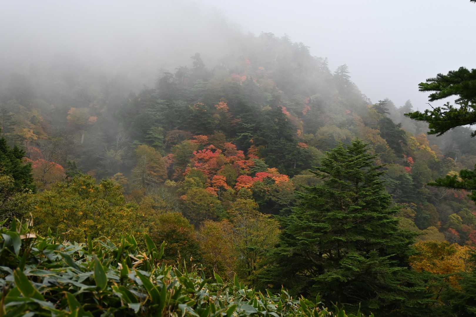 紅葉してる木々が見える🍁