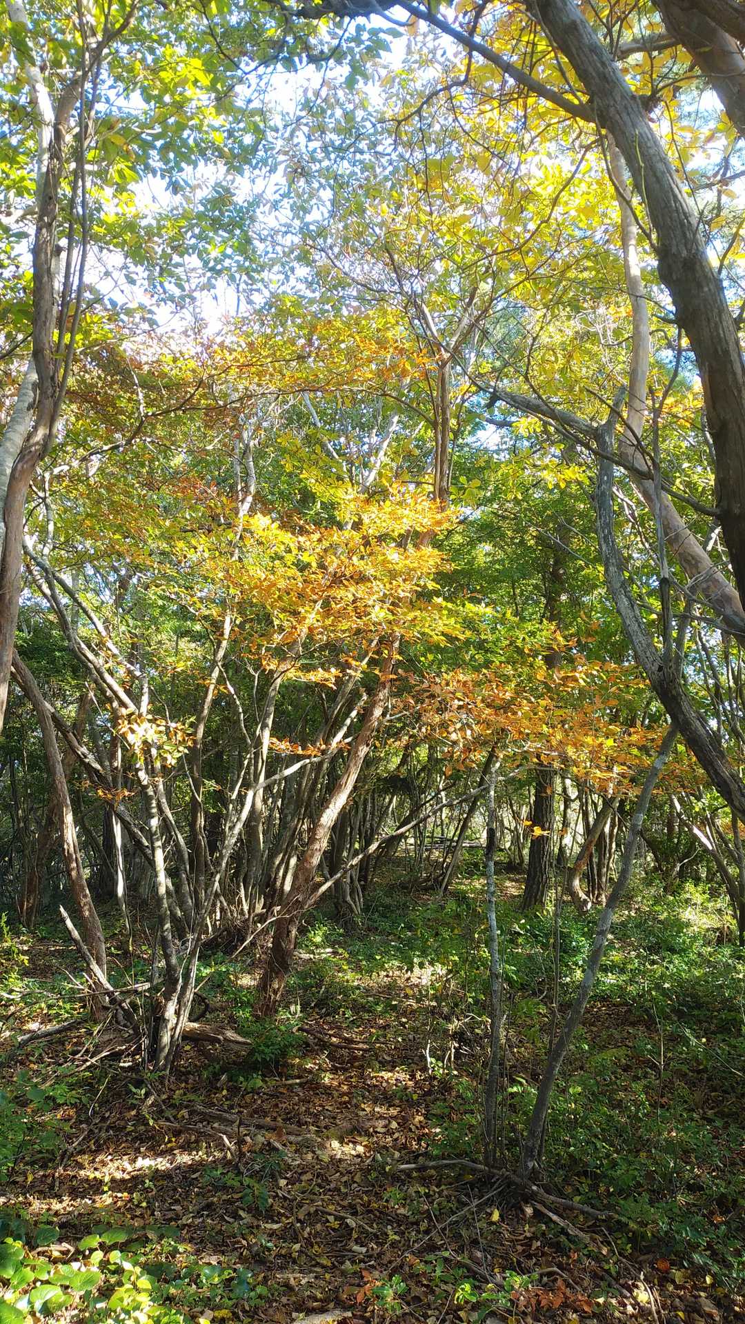 高面山の写真