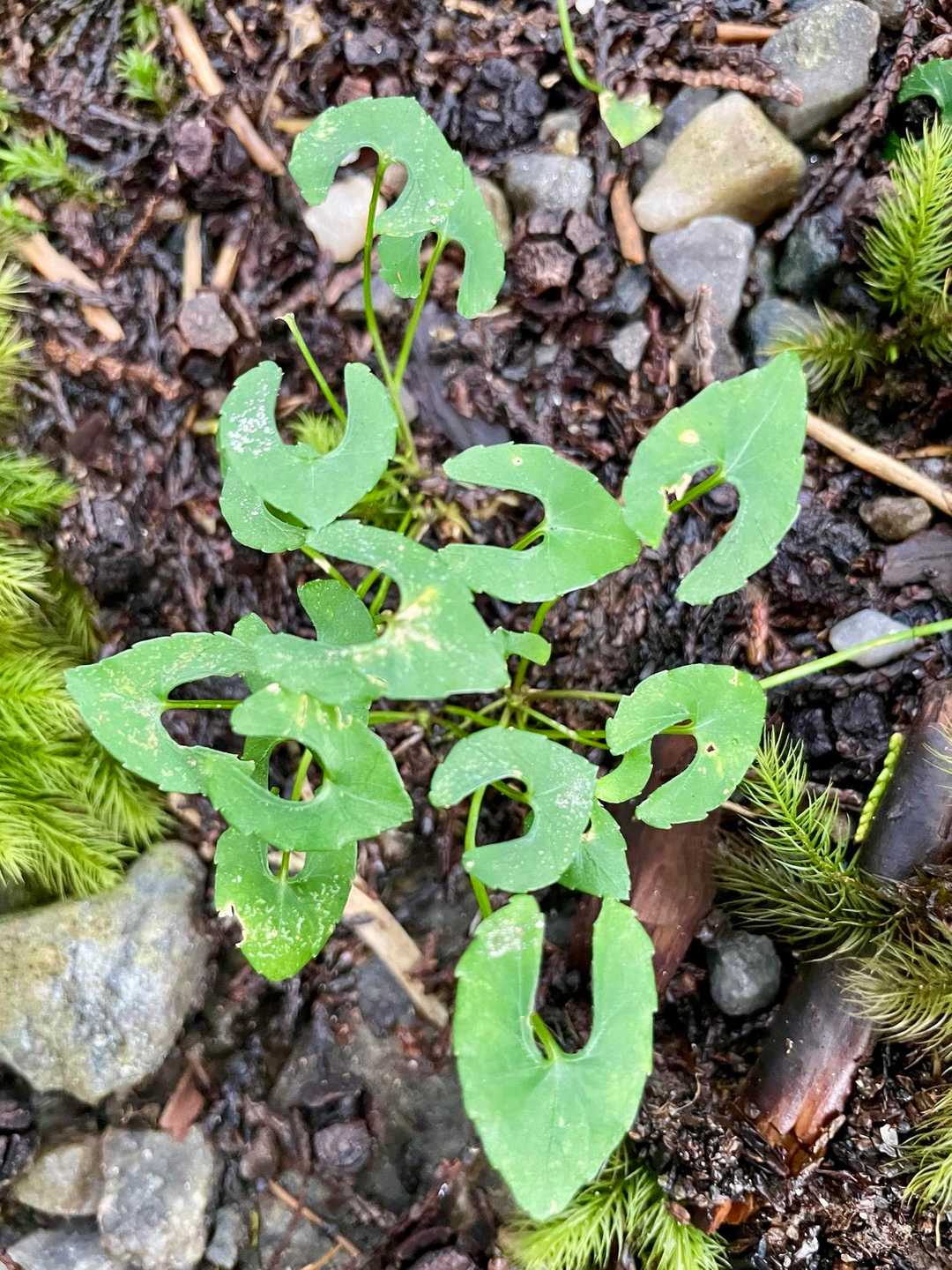 虫に食べられたみたいな葉っぱ🌱
