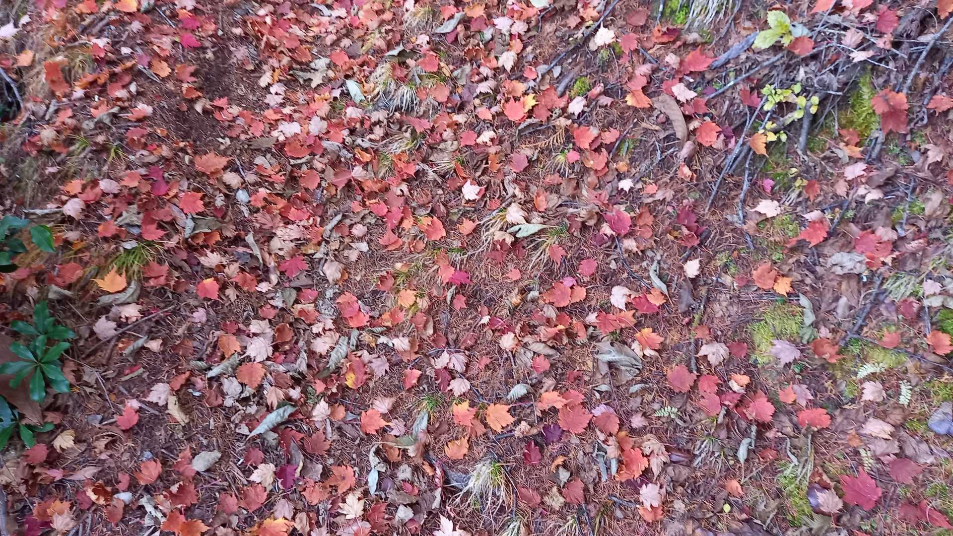 紅葉のじゅうたん🍁