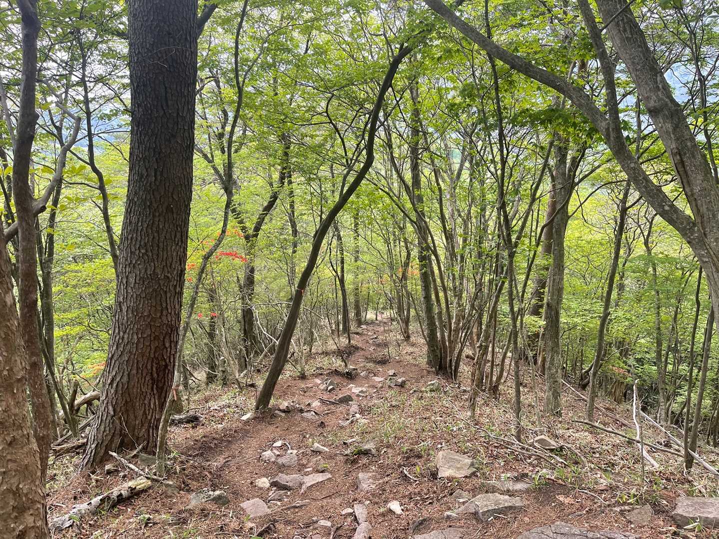 こっちの道も整備されていて歩きやすいです。鍋割、荒山は本当に道が整備されていて凄いと思います