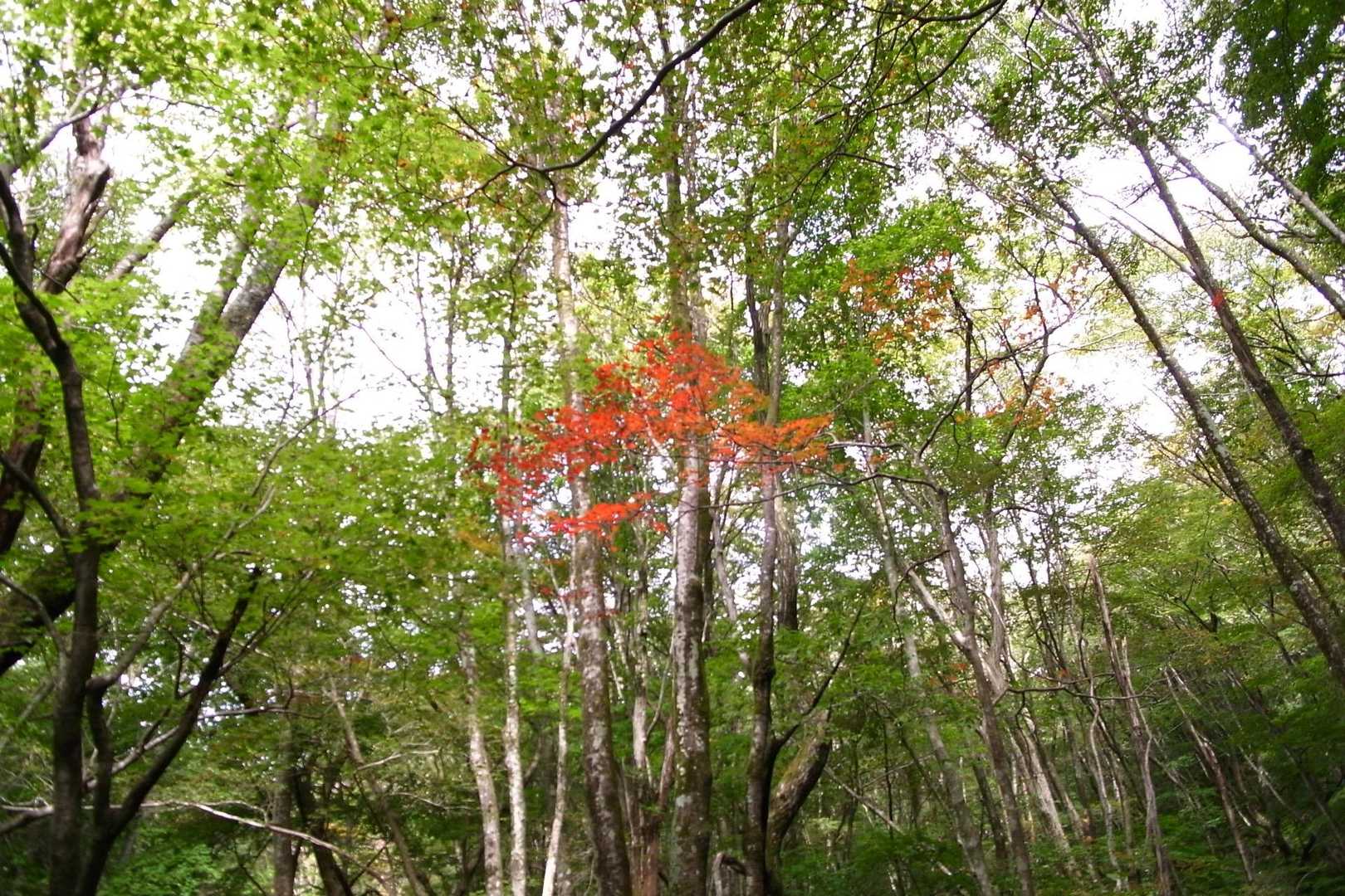 紅葉してきてます