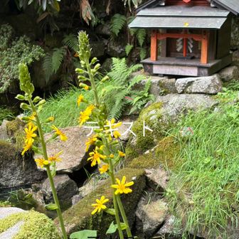 ひさご池の前に咲いていました
テキスト笑