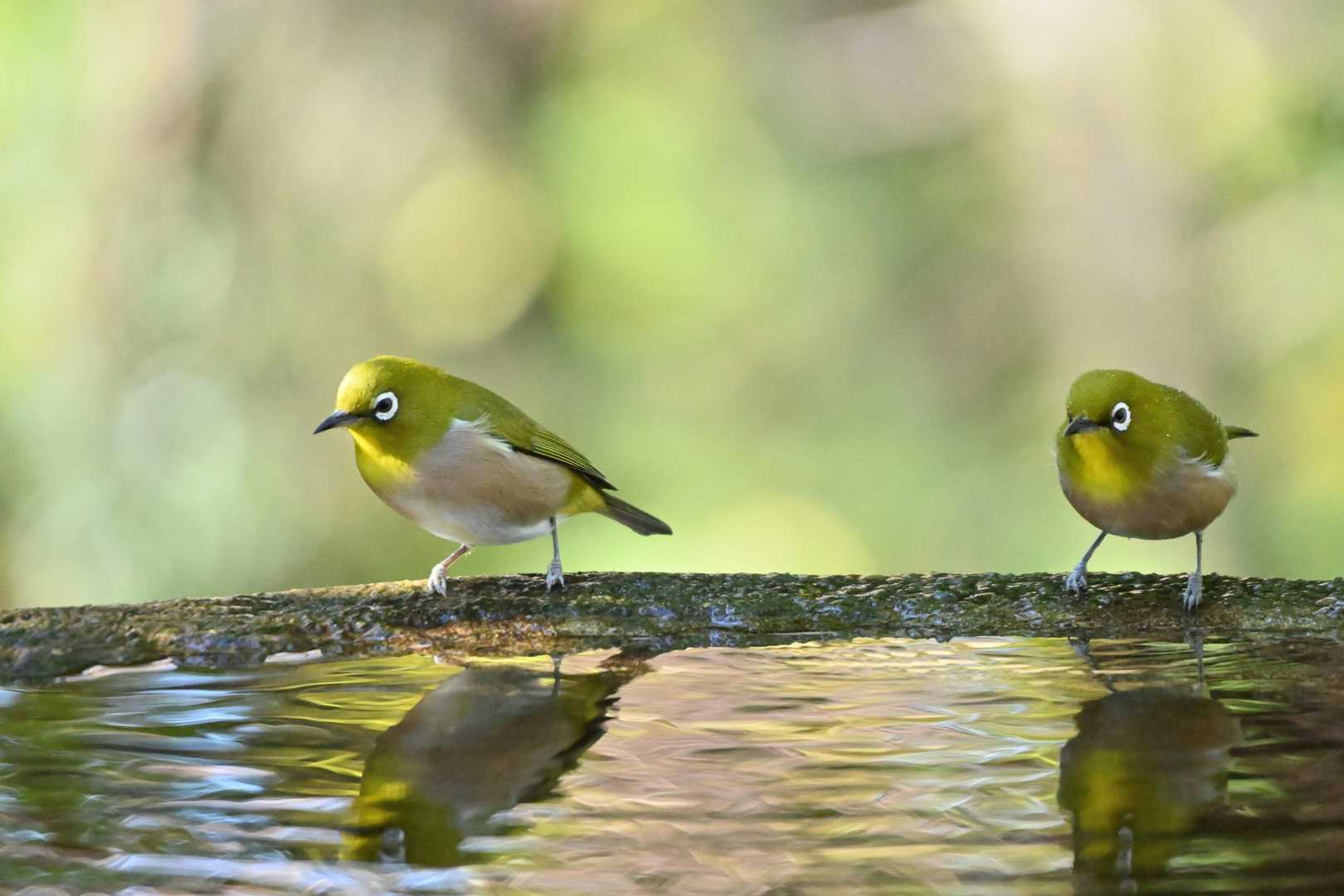 権現山バードサンクチュアリ