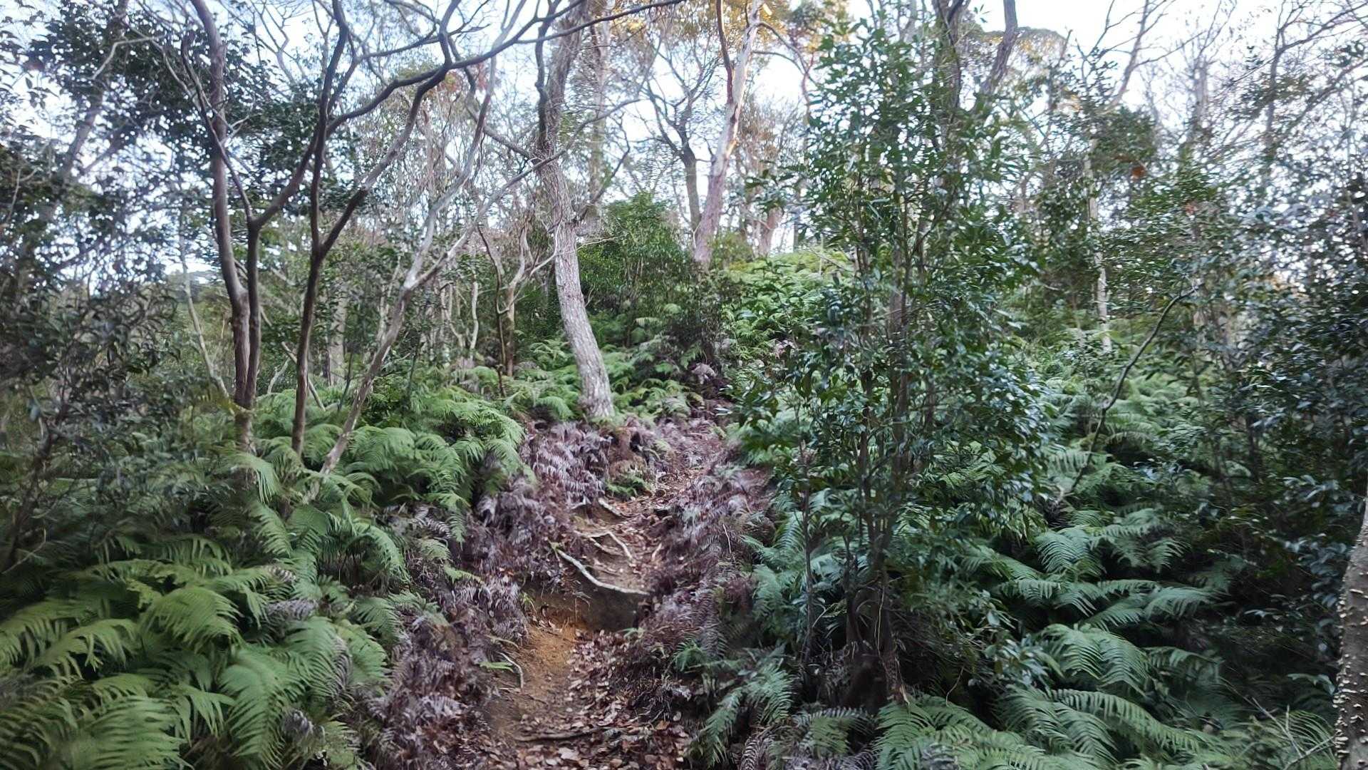 鬼ヶ牙登山道入口-鬼ヶ牙-長坂の頭-船石-臼杵ヶ岳 周回コースの写真