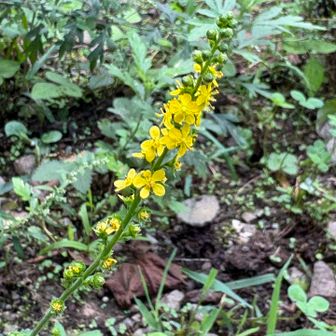 キンミズヒキは開花✨