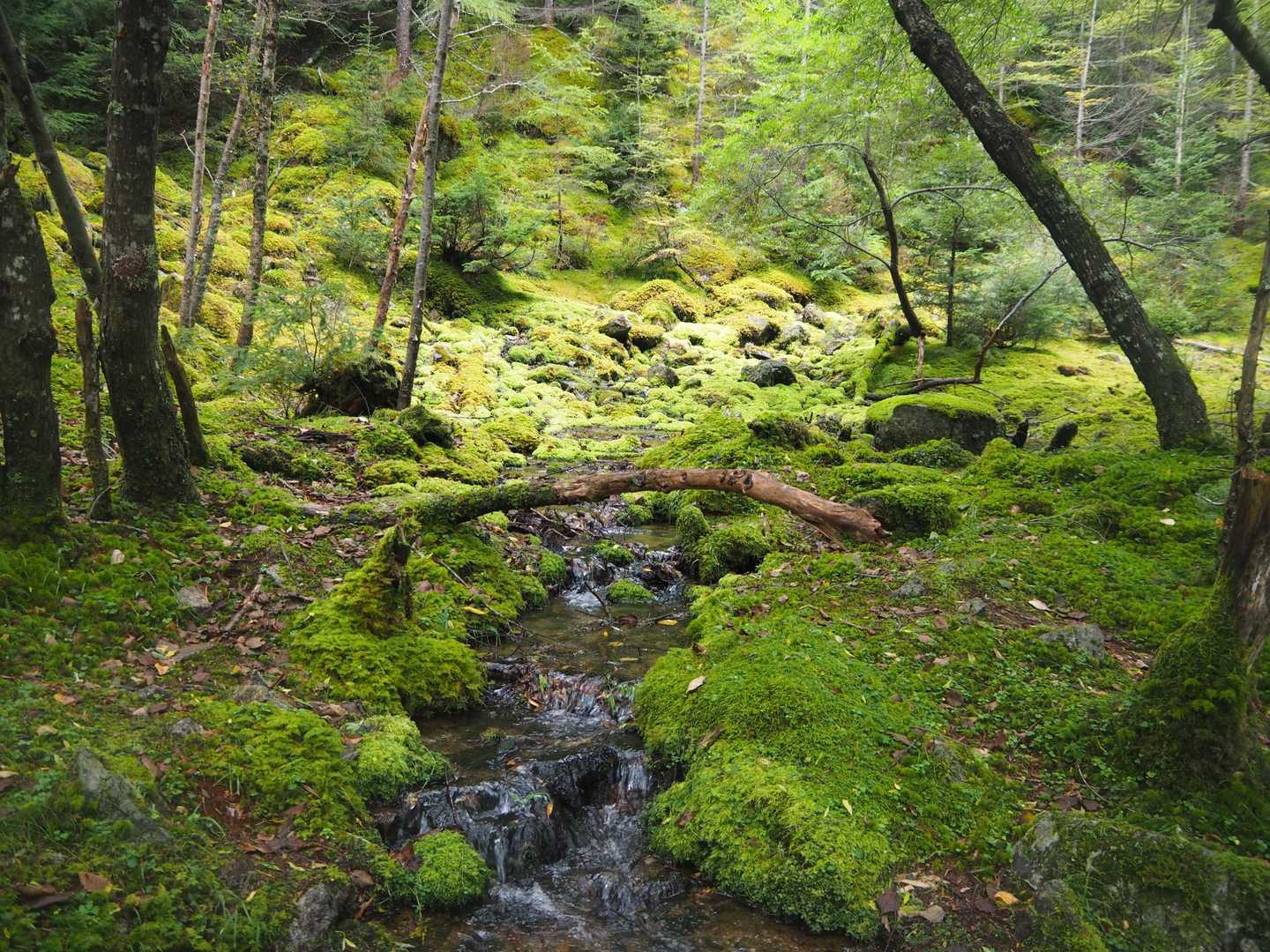 毛木平-千曲川信濃川水源地-甲武信ヶ岳-三宝山 周回コースの写真
