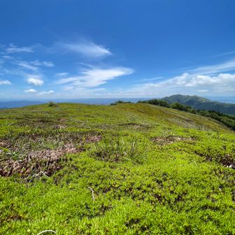 一面の苔の絨毯