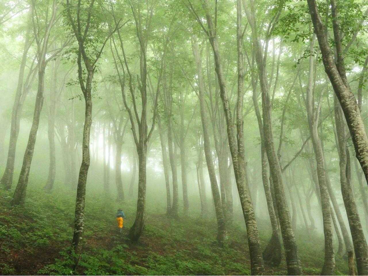 【JAPAN TRAIL】信越トレイル⑥（伏野峠 - 天水山）の写真