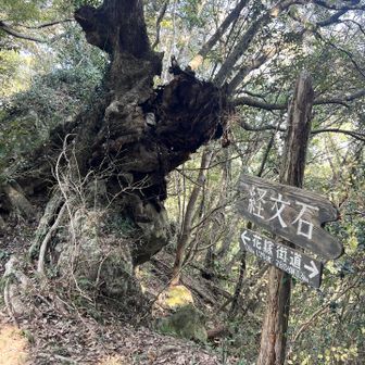 経文石「梵字が刻まれているが現在は風化が進んでしまい読み取ることはできない。また50年前の本来の山道は、この経文石の下を通っていた。しかし近年になって落石の危険性が高まったことからルートが変わり、経文石の存在自体も分かりにくくなってしまった。」
えー！見たい！