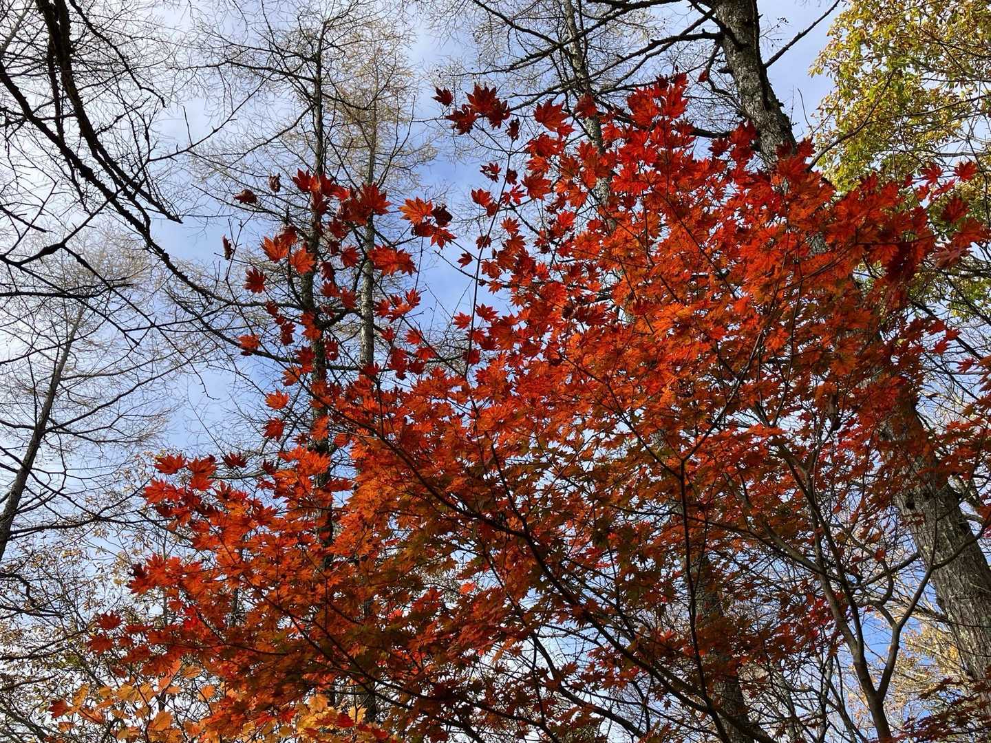 紅葉🍁