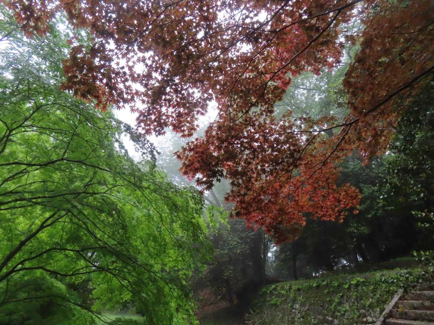 城山 往復コースの写真