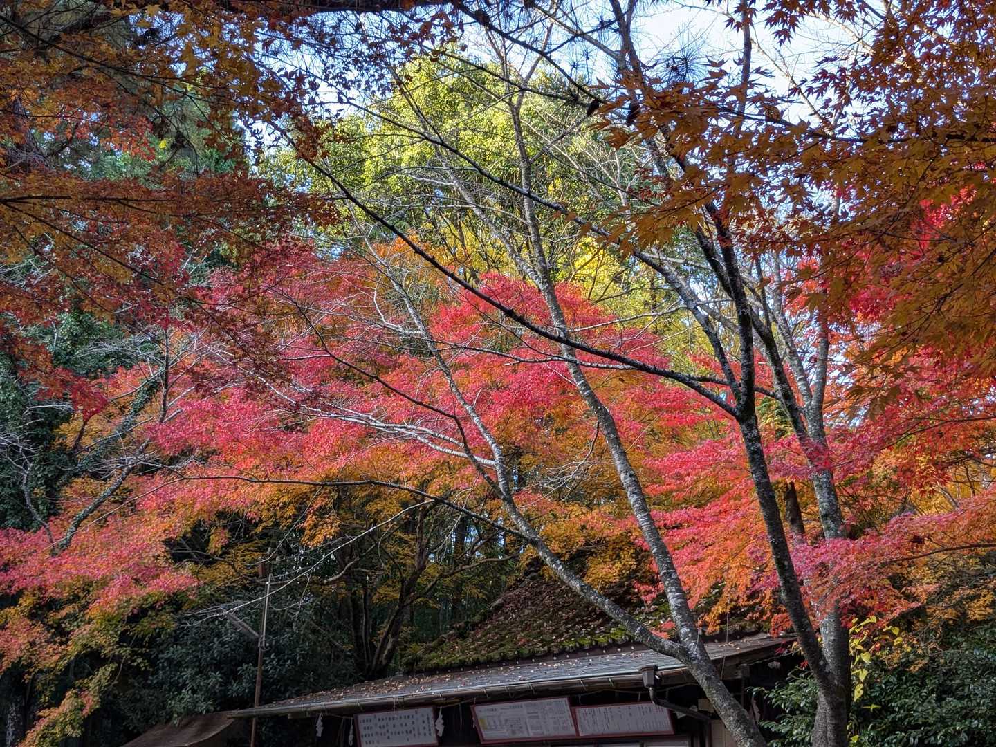 🍁今日のリーダ＾はチャコちゃん