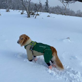 コノチカクニシカガイル、オウゾ！