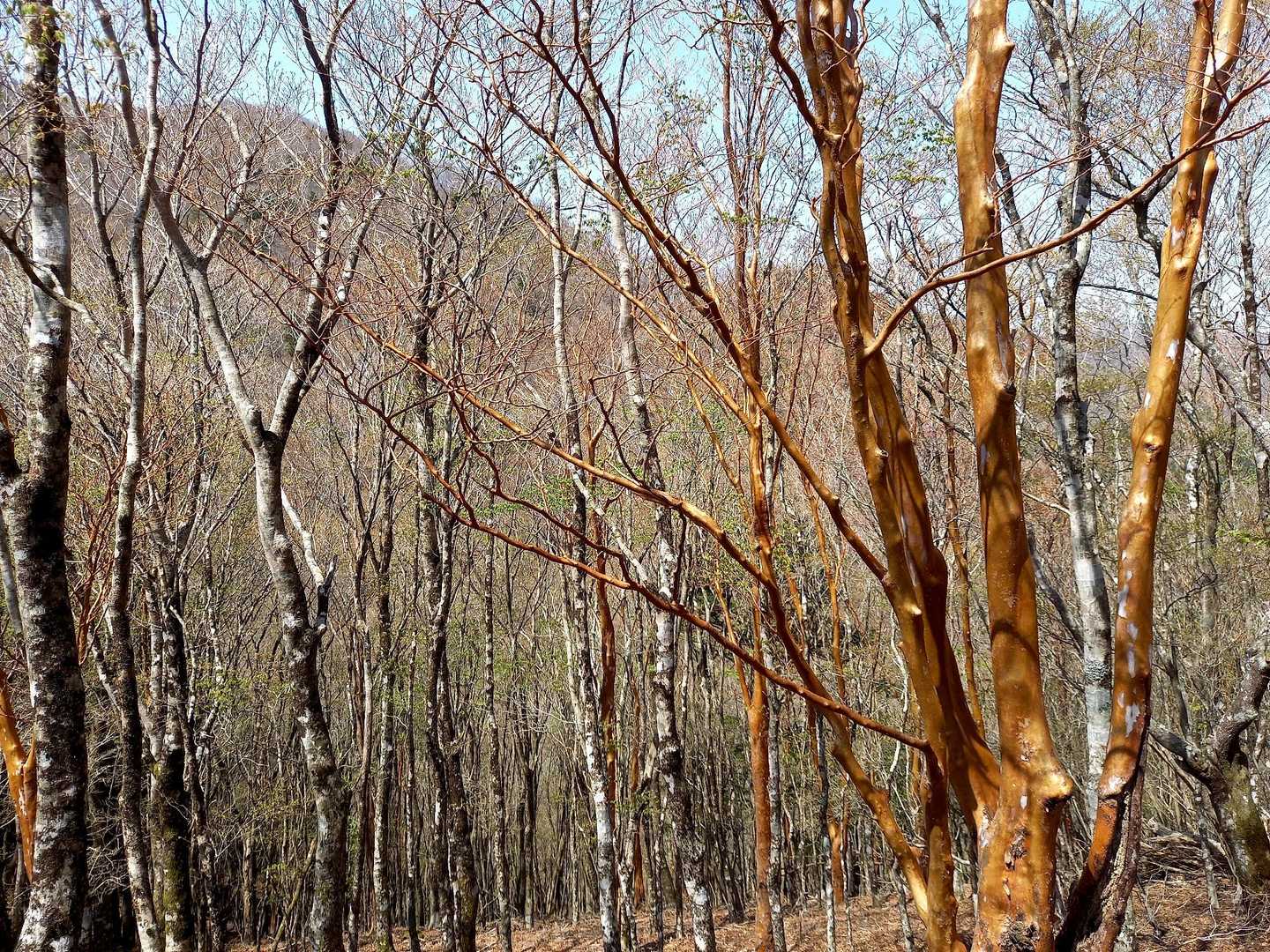 林道で帰ろうかなって思っていたけど、やっぱりお山の中から帰りました🎵