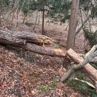 えっ‼️
先週、処理した幹折れの木の元の木が倒木❗️
これも風のせいか🌪️
手強いな〜🤔
さすがに手に負えないなぁ😔
注意して通行ください⚠️