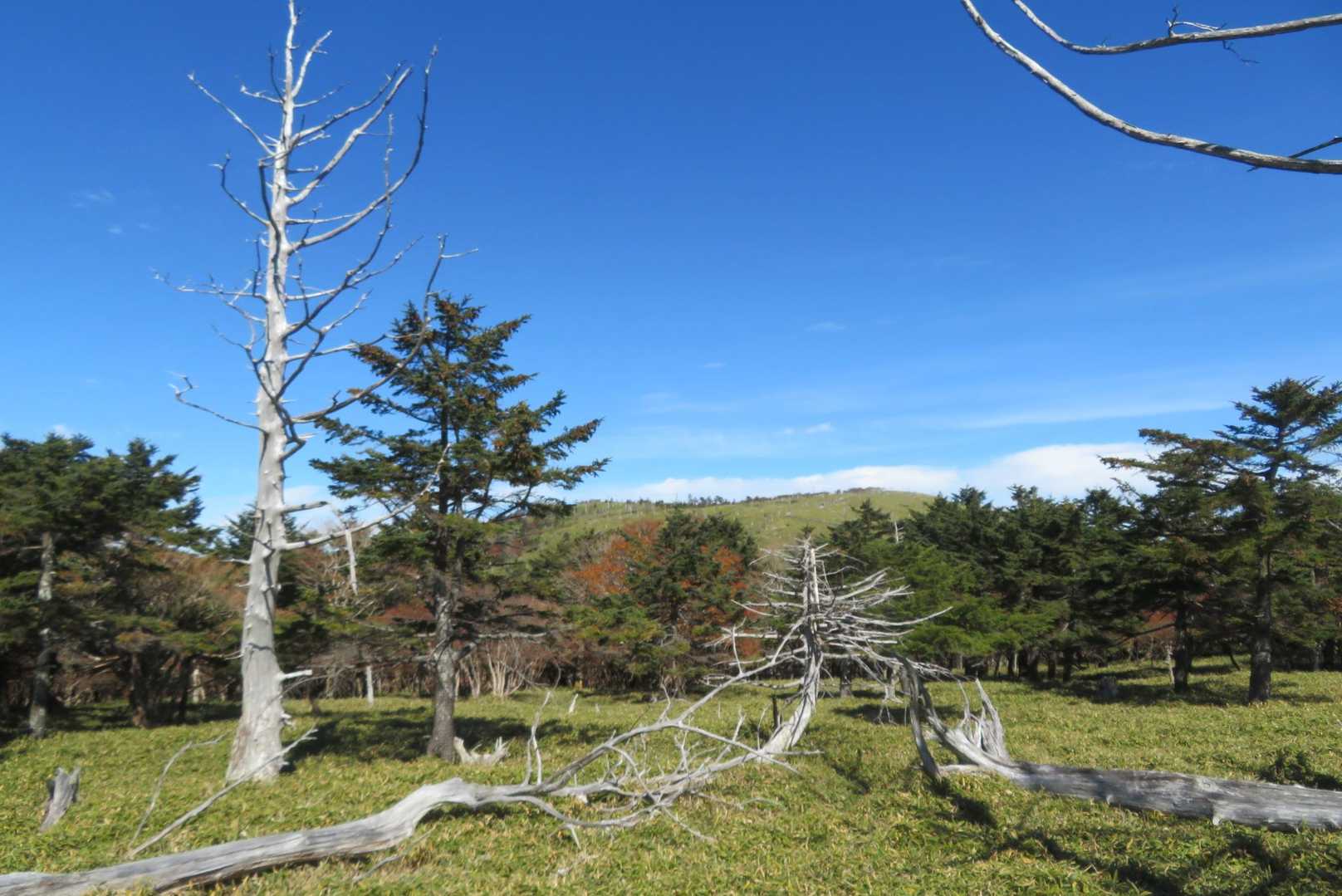 正木ヶ原