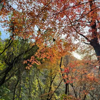 しかし
一旦このあたりにまで下りたってことは
皿倉山頂まで300近く登り返すってことかい