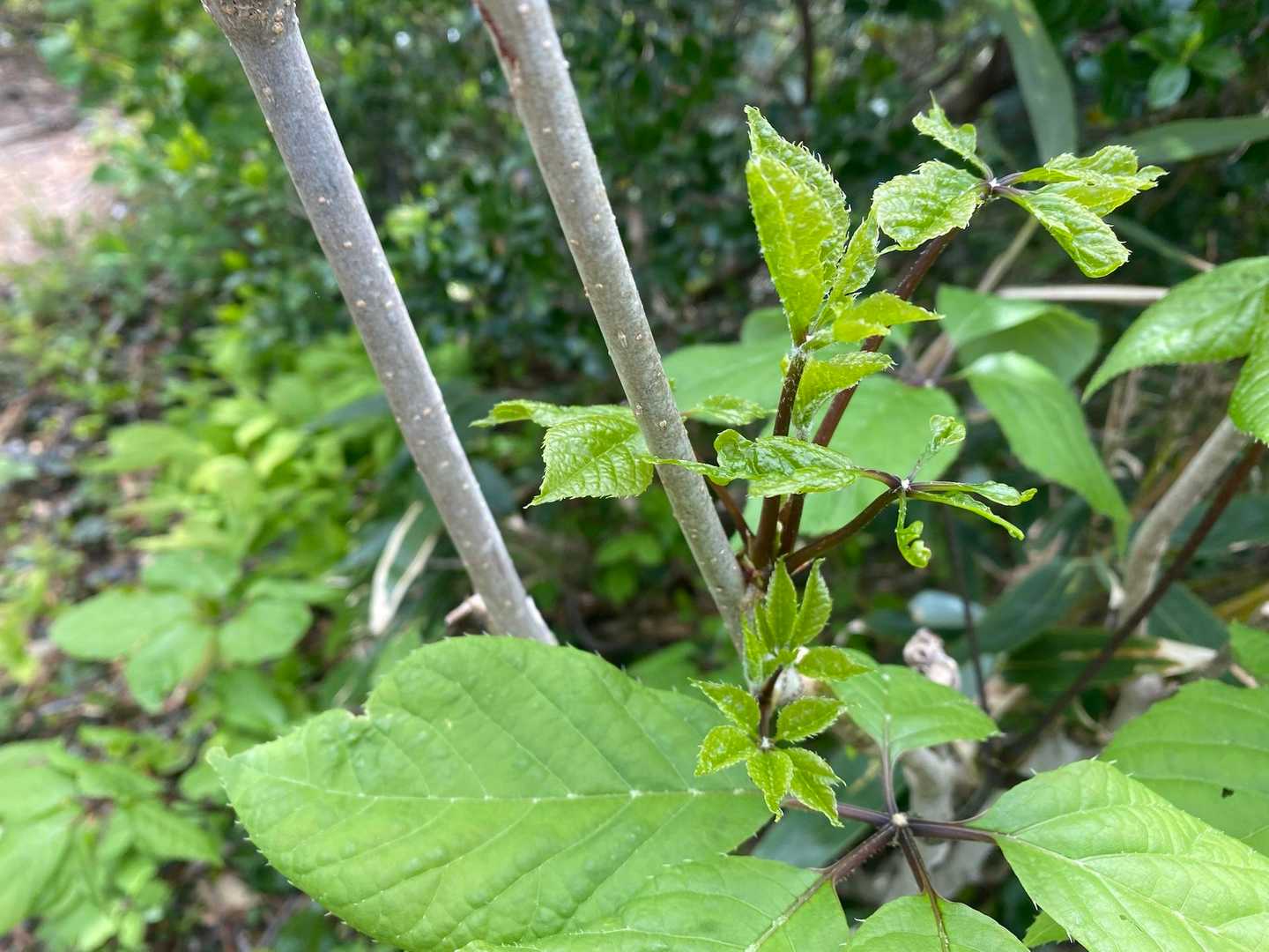 コシアブラ、少し頂きました🌿
