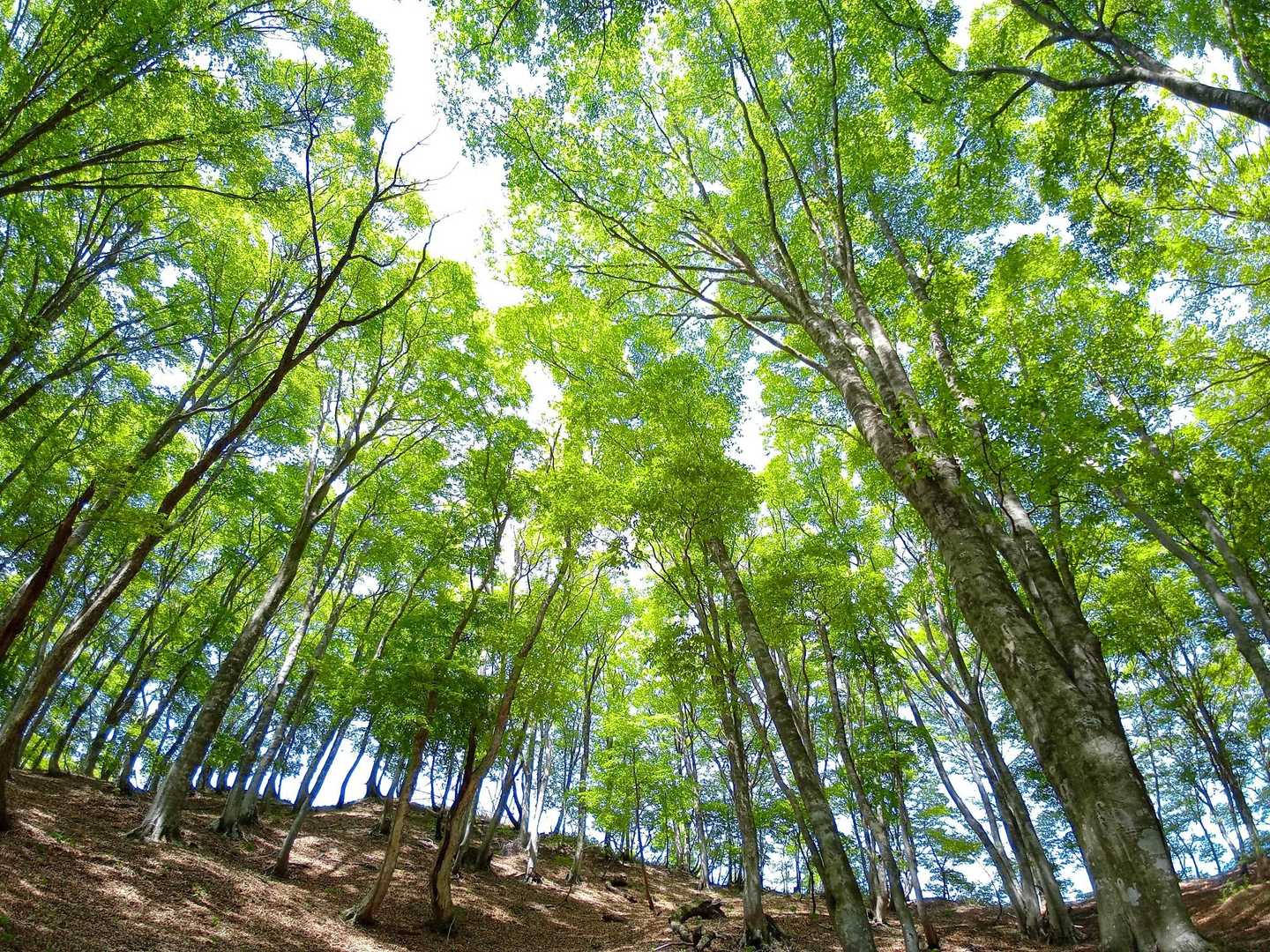 乗鞍岳-芦原岳-黒河峠 縦走コースの写真