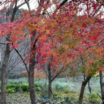 駐車場の紅葉が1番綺麗…🍁