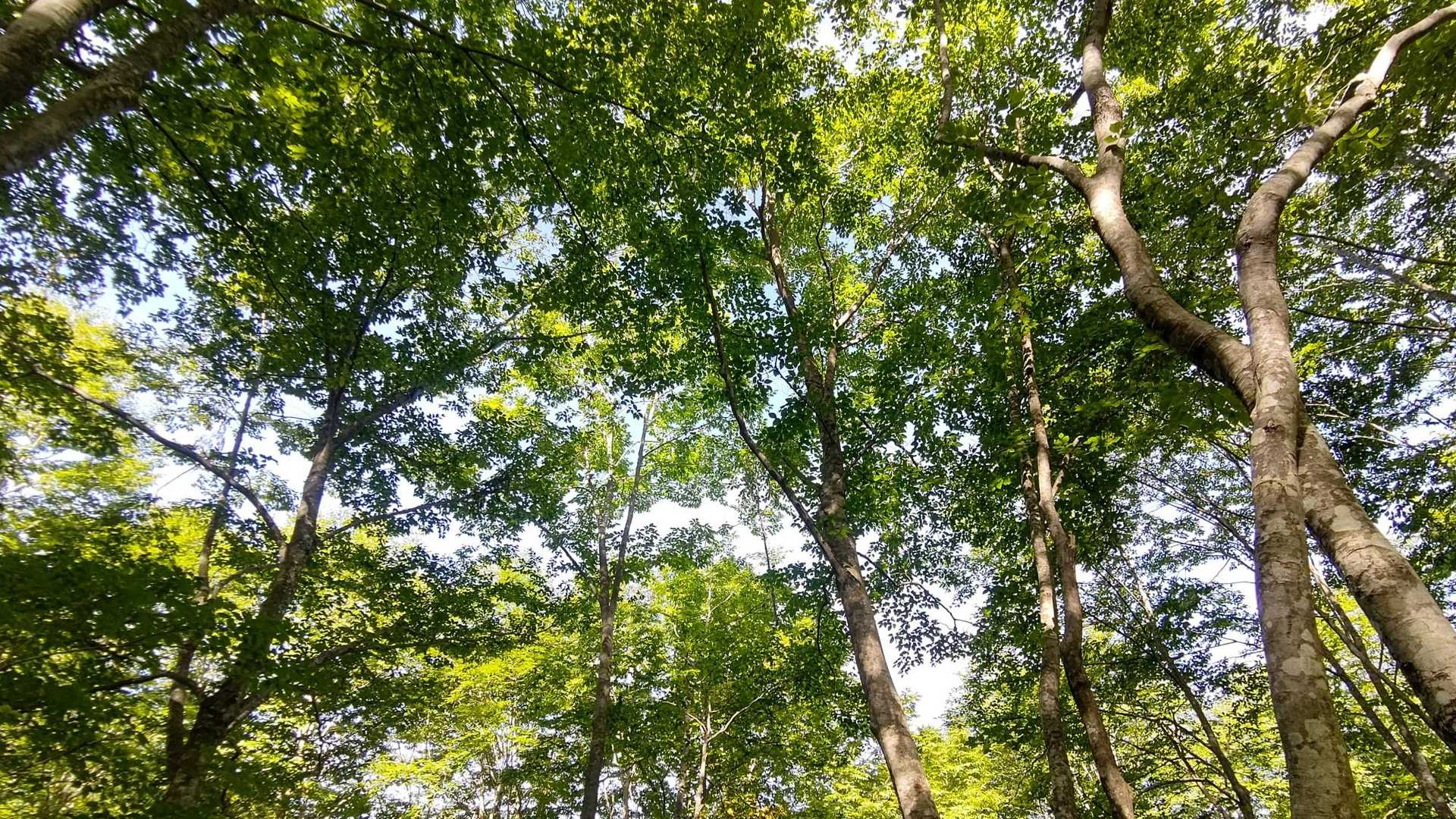 木立の中を歩く
風が止まると汗が吹き出る💦