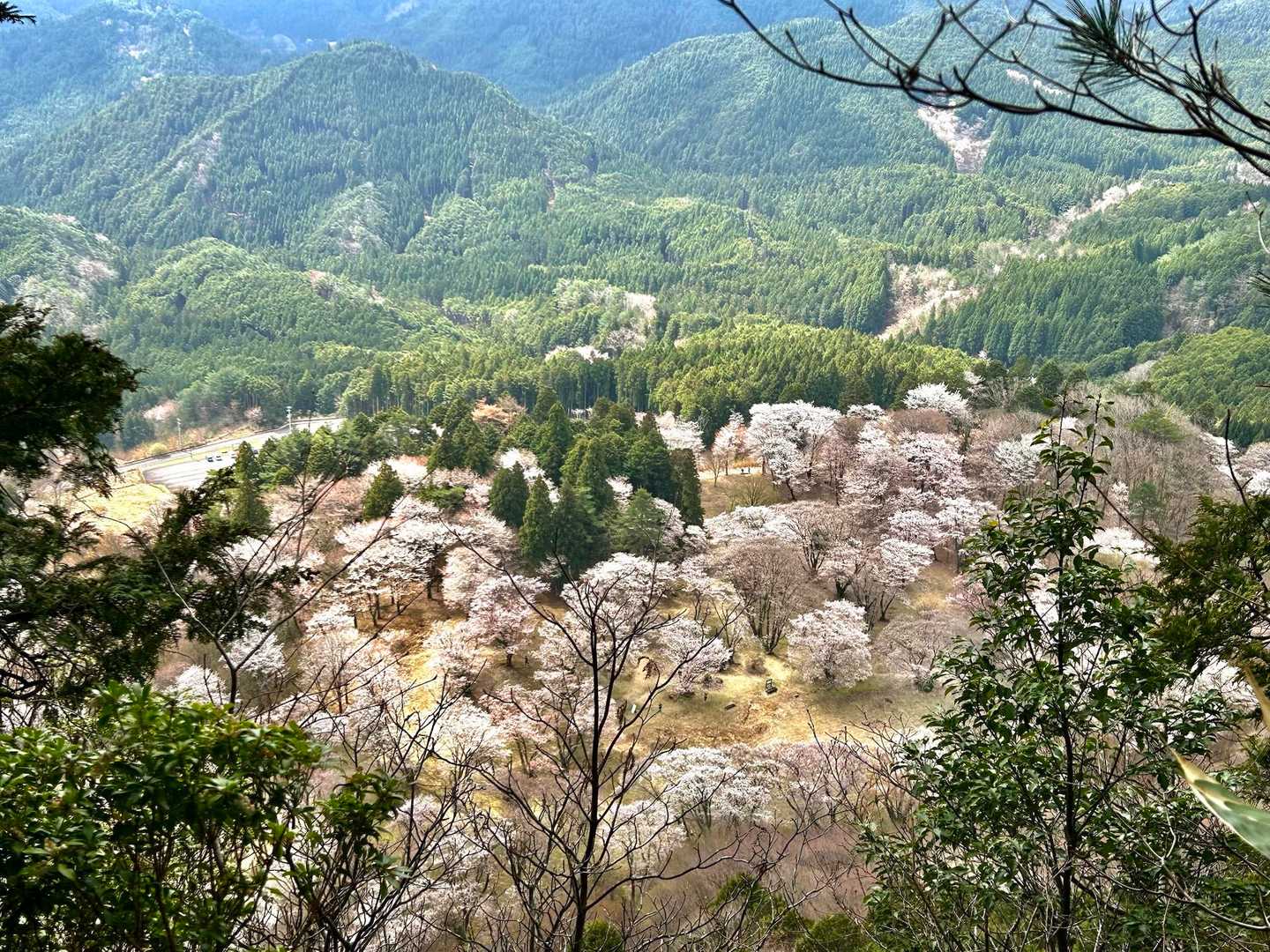 春霞のような、ふんわりとした景色が素敵✨🌸