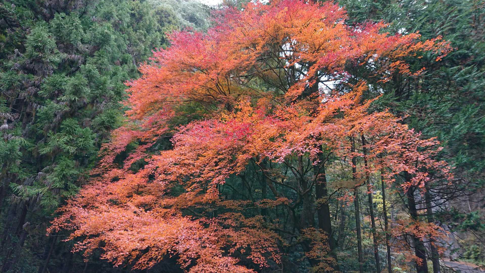 名郷バス停-前武川岳-武川岳-妻坂峠 周回コースの写真